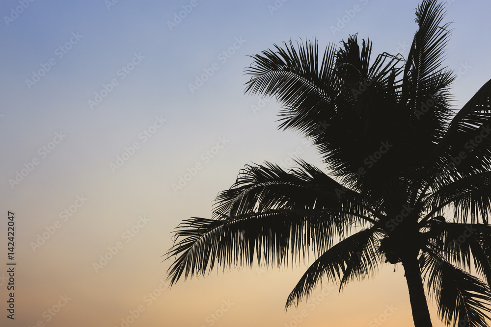 coconut trees and beautiful sky with space for text
