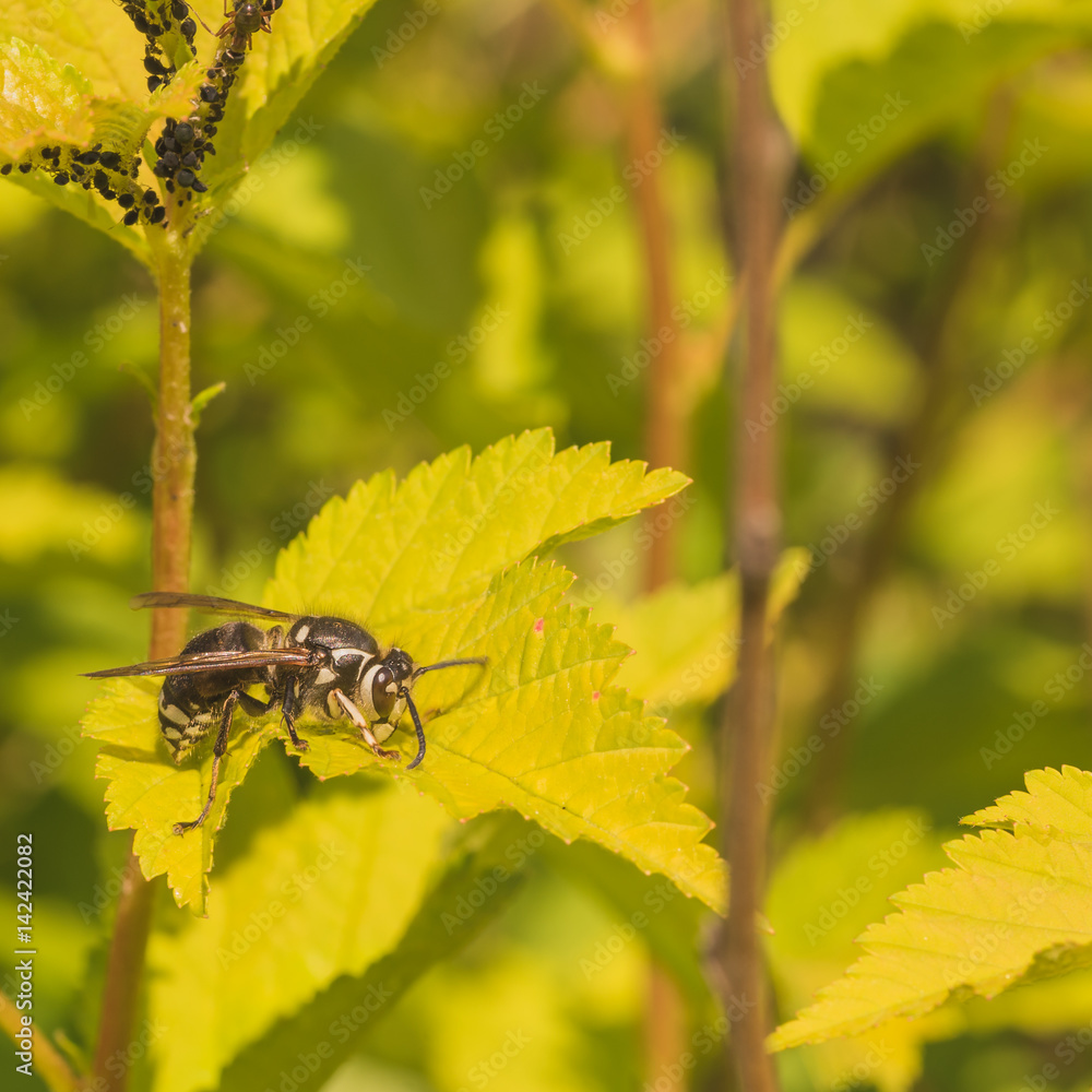 Yellow Jacket Wasp Sitting on Leaf Yellow Jacket Wasp Sitting on Leaf