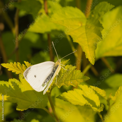 White Cabbage Butterfly on Leaf photo