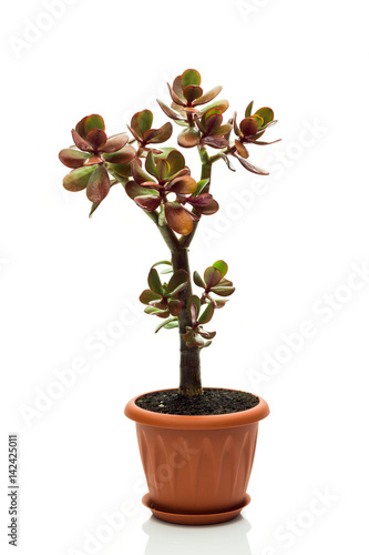 Money tree or Crassula ovata on white background with unusual combination of red and green leaves