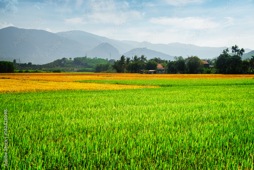 Scenic colorful rice fields. Various phases of rice cultivation