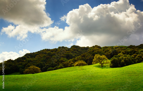 Fototapeta Naklejka Na Ścianę i Meble -  Lone Tree in a Meadow with Blue Skies and Clouds