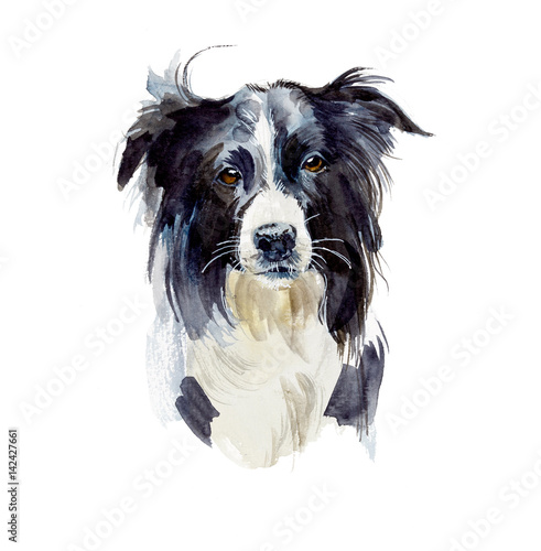 Border Collie. Portrait dog. Watercolor hand drawn illustration. photo