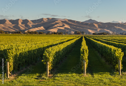 New Zealand vineyards at sunset with copy space