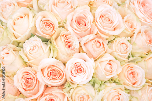 white roses as a background