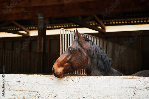 The horse in the stable