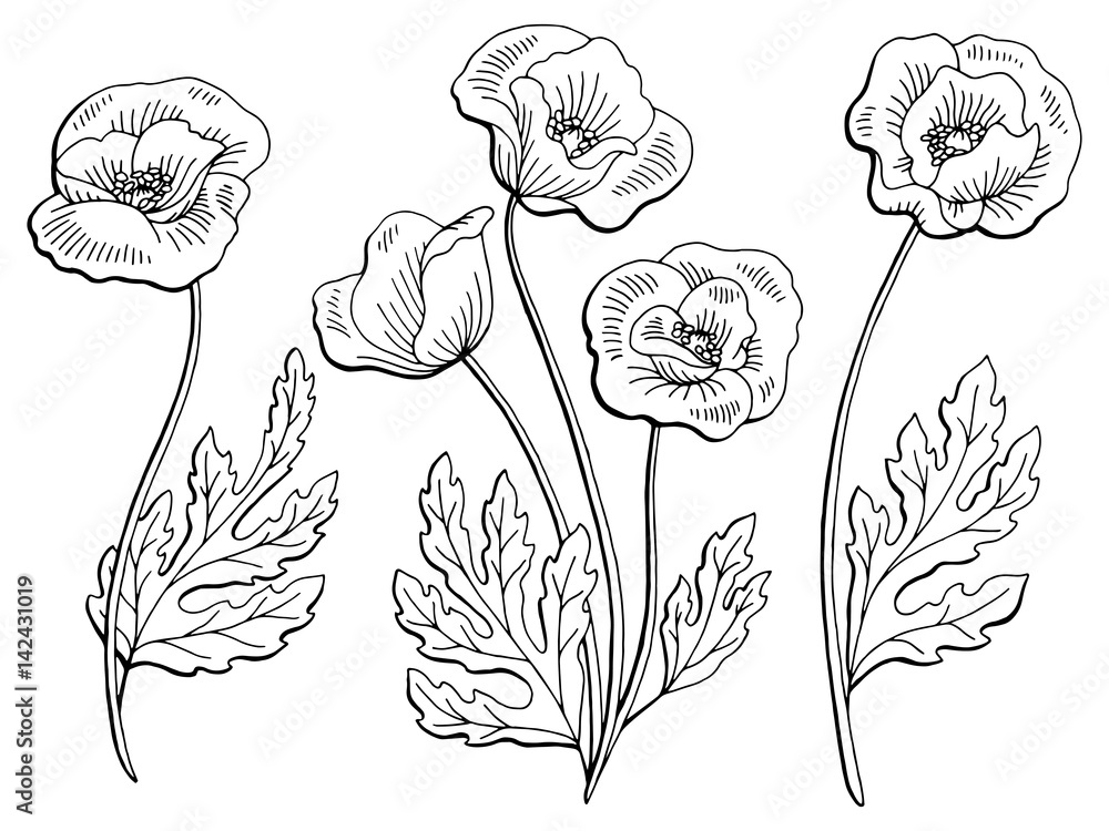 Poppy flower graphic black white isolated sketch illustration vector ...