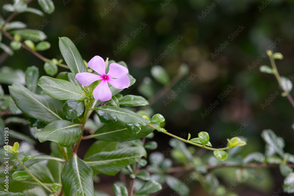 Pink phlox paniculata