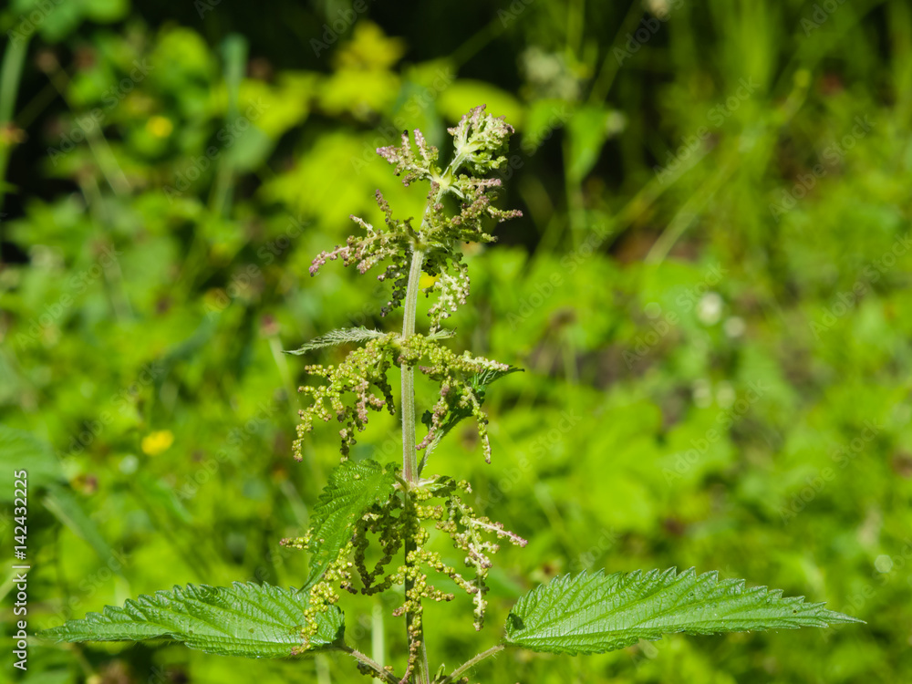 Common or Stinging Nettle, Urtica dioica, flowers on stem macro, selective focus, shallow DOF Common or Stinging Nettle, Urtica dioica, flowers on stem macro, selective focus, shallow DOF