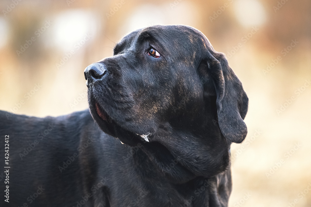 Portrait of dog Fila Brasileiro Stock Photo | Adobe Stock