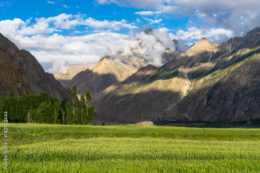 Naklejka premium Rice field in Askole village in summer, K2 trek, Gilgit, Pakistan