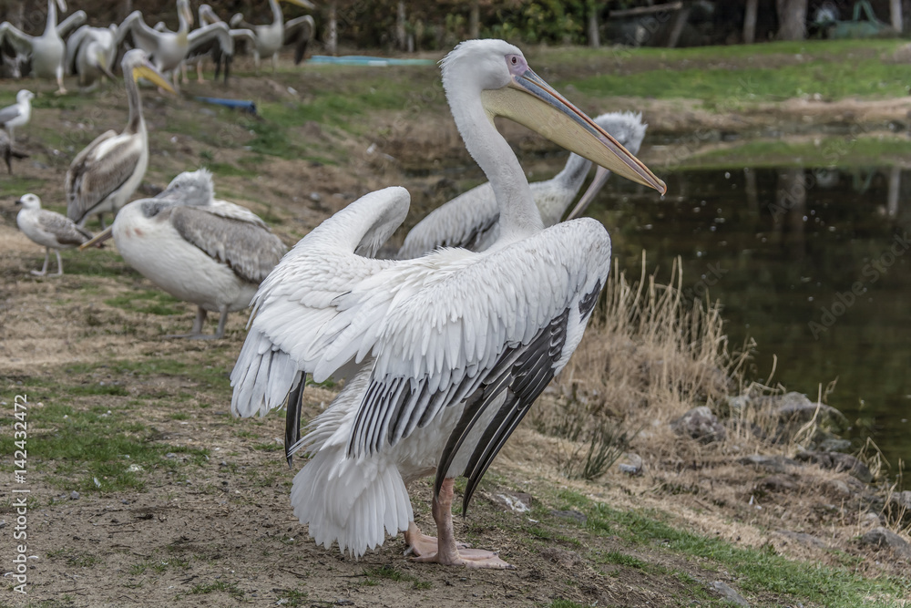 Obraz premium Sunshine Pelicans