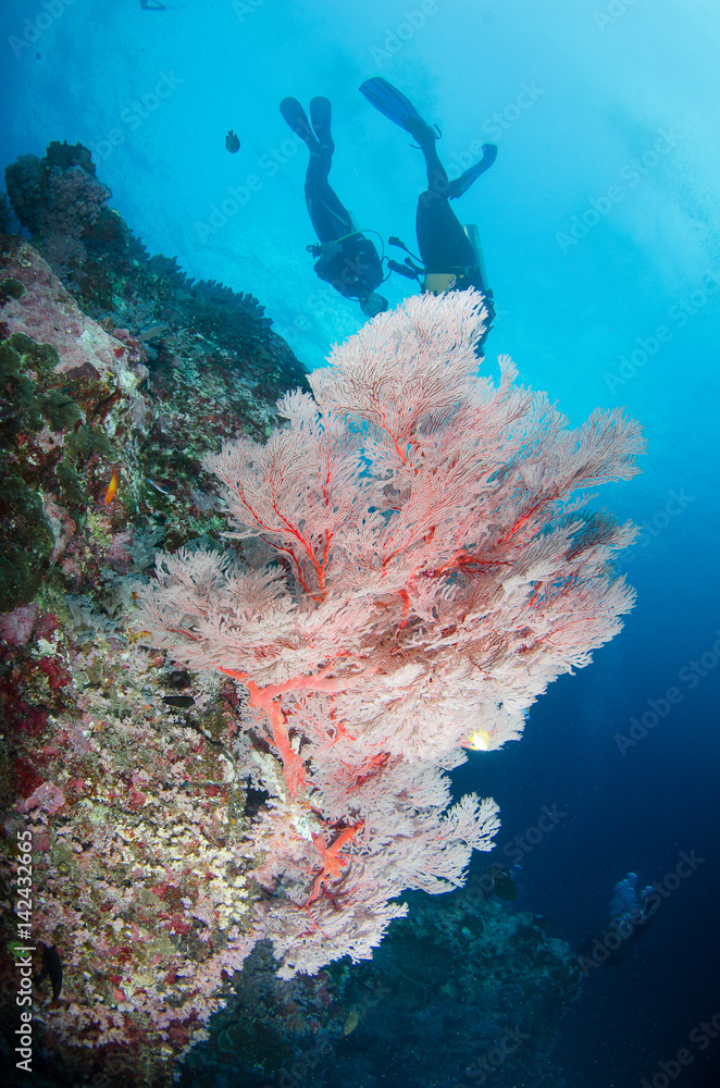 Fototapeta premium Scuba Diver swims over Coral Reef with Tropical Fish, Undersea, Underwater life,