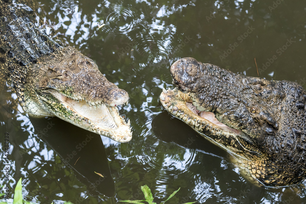Crocodile in tropical Bali island Zoo, Indonesia. Crocodile in tropical Bali island Zoo, Indonesia.