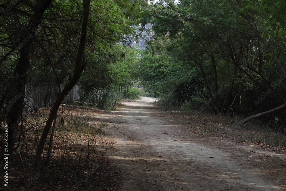 Fototapeta premium Walking path