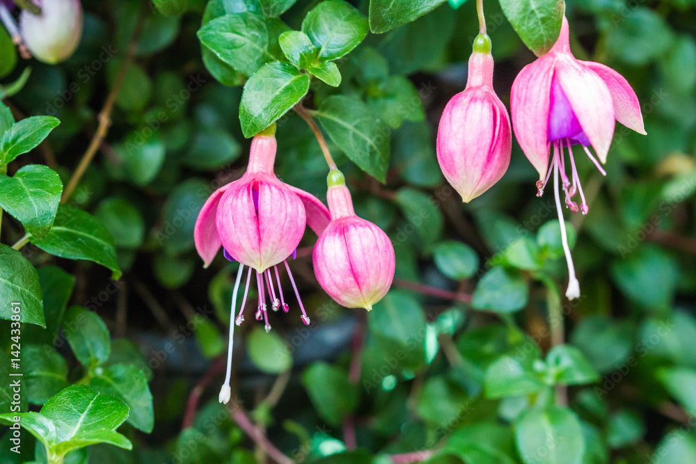 Fuchsia flower on nature background