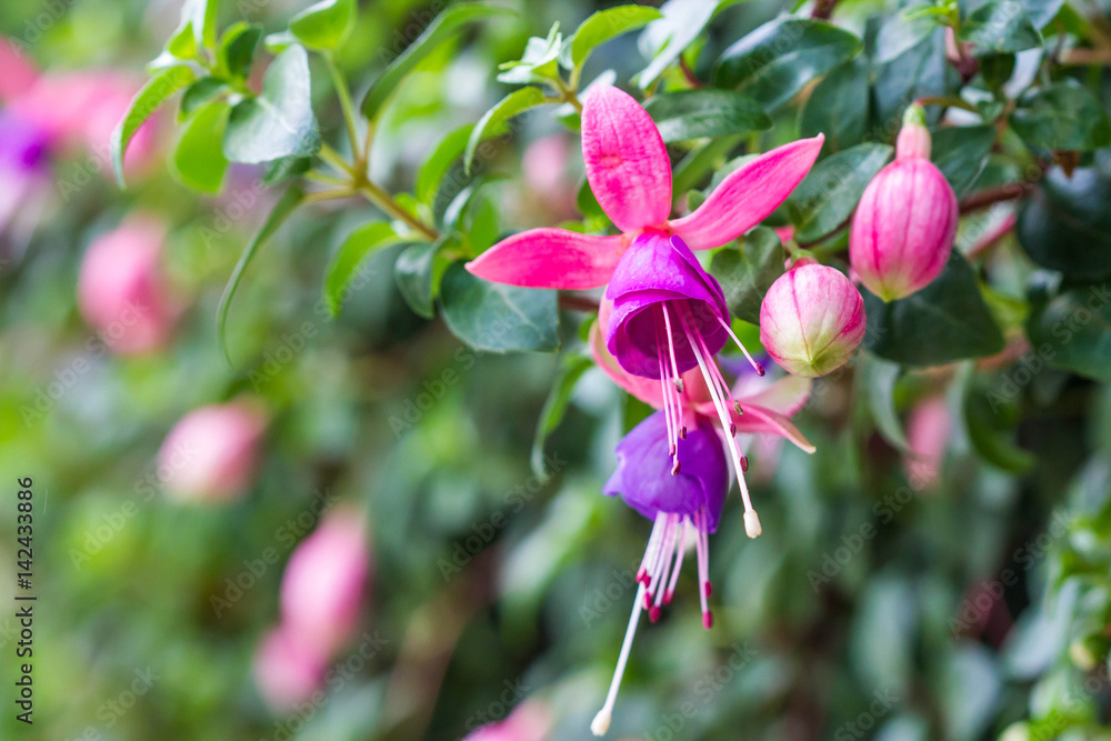Fuchsia flower on nature background Fuchsia flower on nature background