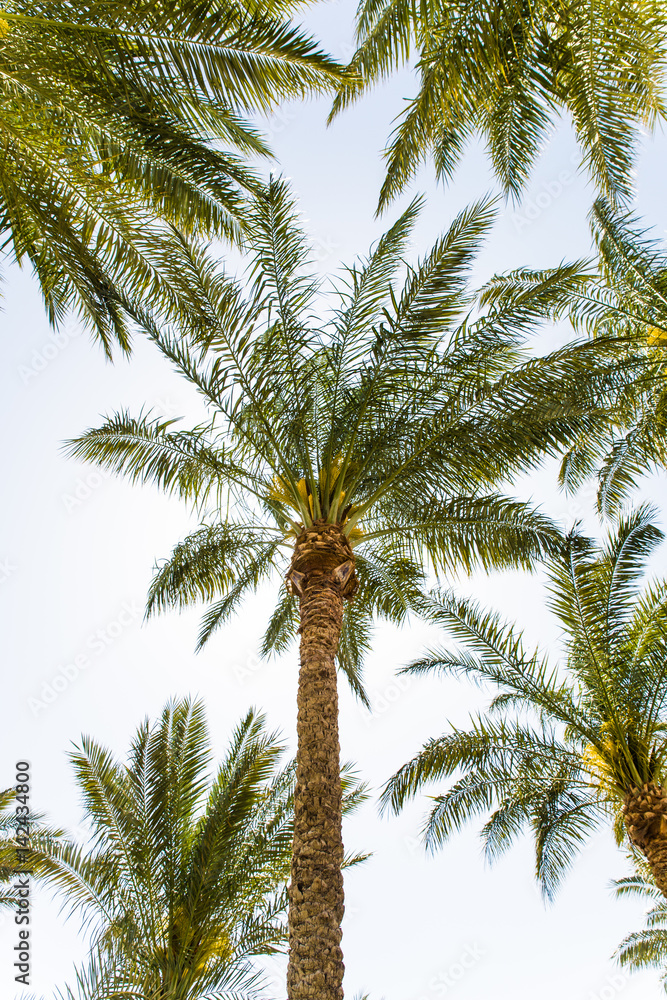 Summer nature scene. coconut palm trees with blue sky Summer nature scene. coconut palm trees with blue sky