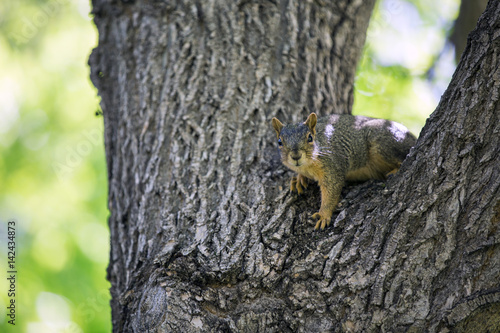 Squirrel playing on the tree © yobab