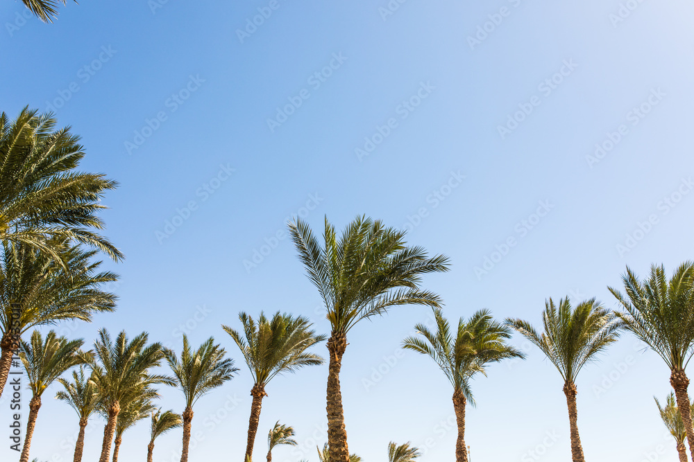Vintage toned palm tree over sky background. Summer time