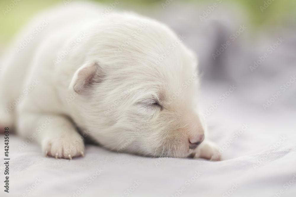 white puppy sleeping selective focus and blurred background white puppy sleeping selective focus and blurred background