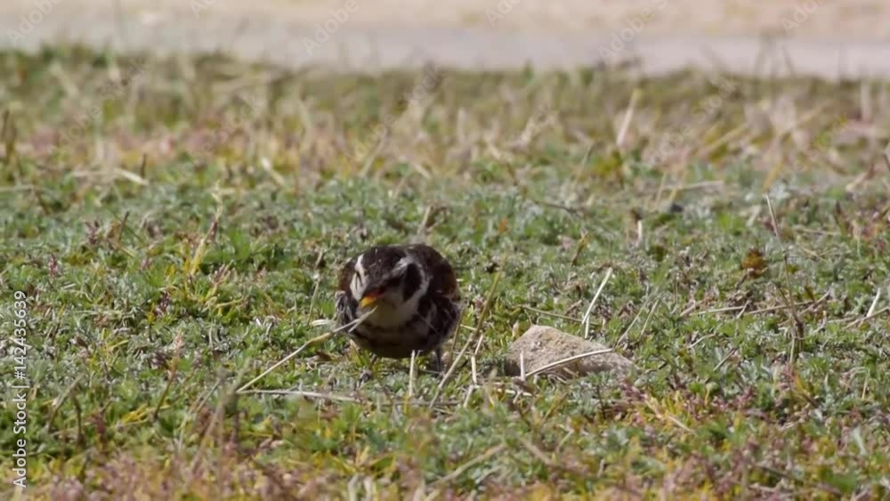 野生のツグミ 野生のツグミ