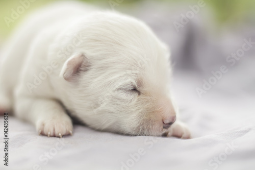 white puppy sleeping selective focus and blurred background