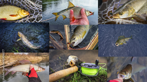 Fly fishing. Collage. Fish on the hook.