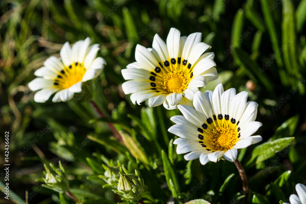 Obraz premium Spring Flowers.