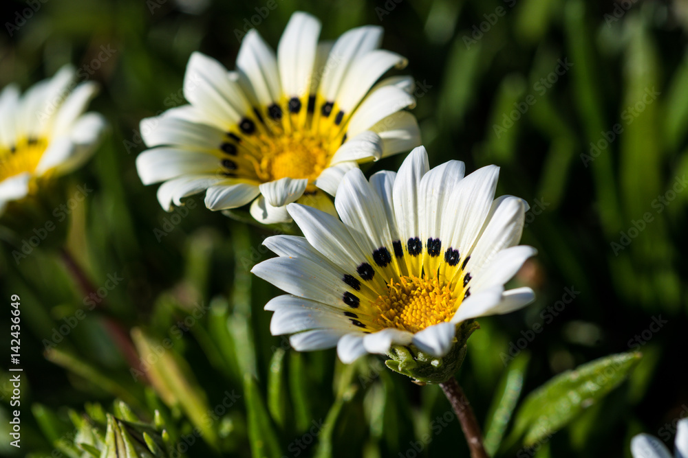 Obraz premium Spring Flowers.