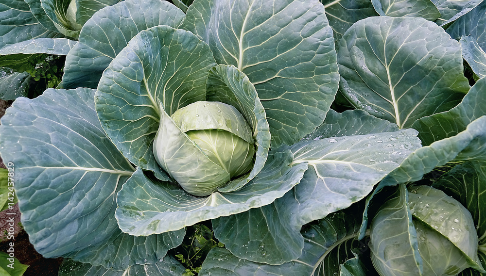 round cabbage growing in the garden big head round cabbage growing in the garden big head