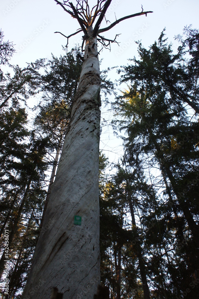 Fototapeta premium Sosna bartnia na Kurpiach