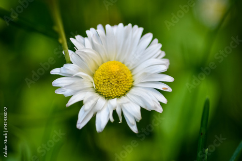 Dasies in the Garden. © Matt