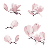 Pink magnolia flowers isolated on white background. Branches of a blooming magnolia with buds. Vector illustration for creating decor or ornament