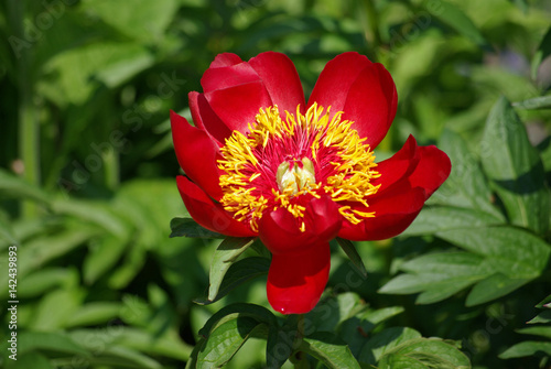 Pivoine rouge et coeur jaune    fleur simple au printemps au jardin