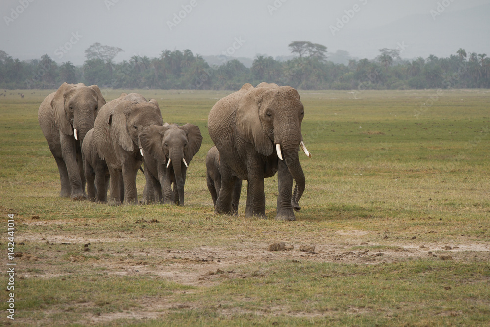 gruppo di elefanti