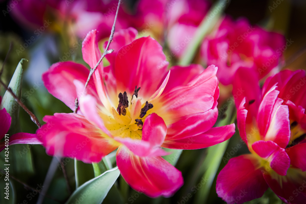 60+ Zierpflanze Pink Frühling Blüte, Gänseblümchen oder
