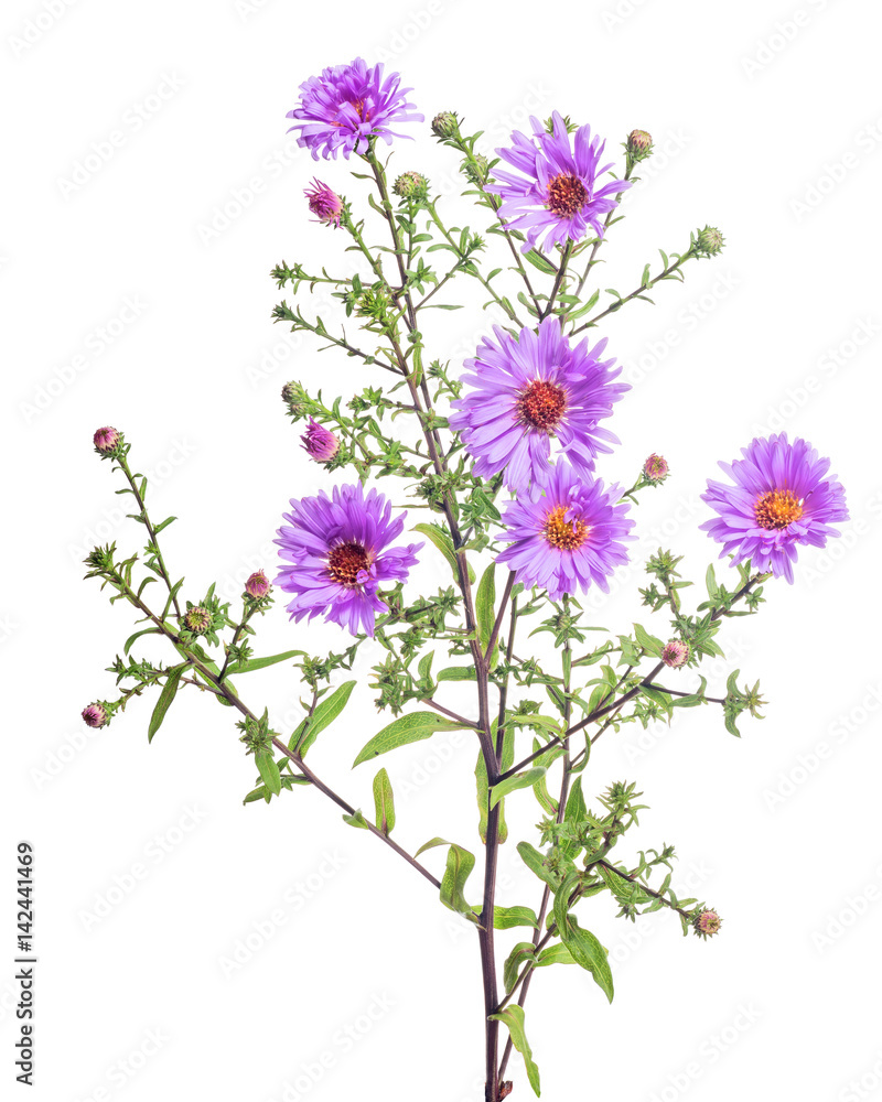 violet color garden flower with six blooms violet color garden flower with six blooms