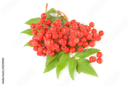 Rowan berries isolated on a white background cutout