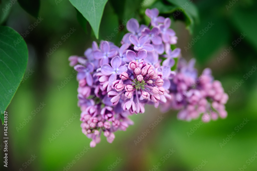 A bud of purple lilac in a crisp plan, growing on a young bush. A bud of purple lilac in a crisp plan, growing on a young bush.