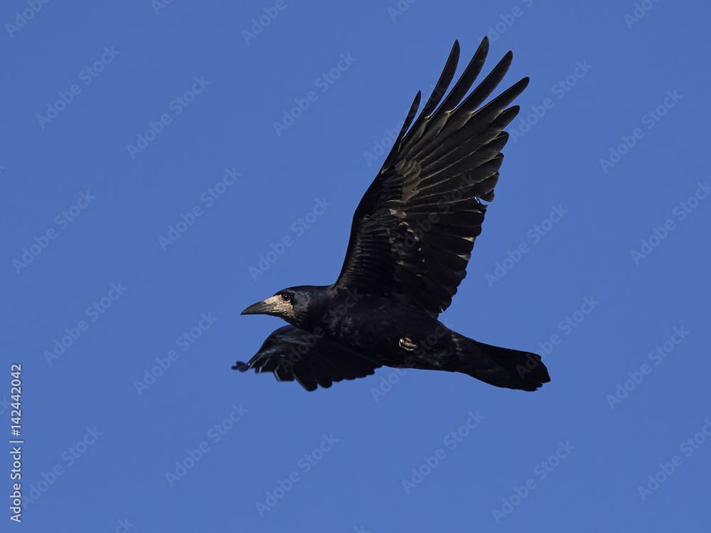 Fototapeta premium Rook (Corvus frugilegus)