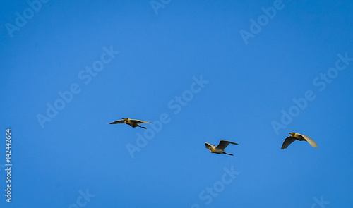 Flying on group