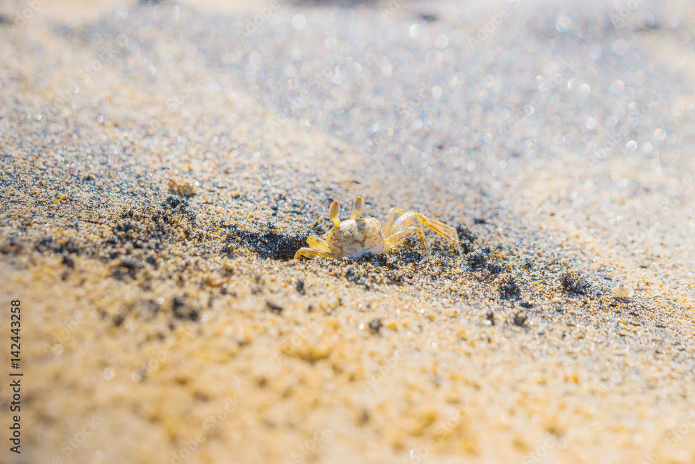 Small yellow ghost crab digging a burrow on the sandy beach. Galle, Sri Lanka. Small yellow ghost crab digging a burrow on the sandy beach. Galle, Sri Lanka.