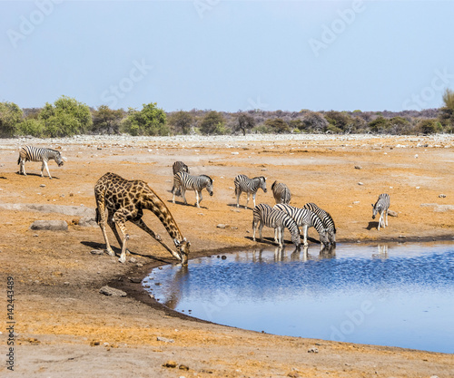 Giraffe and zebras at waterhole in Etosha national park, Namibia.