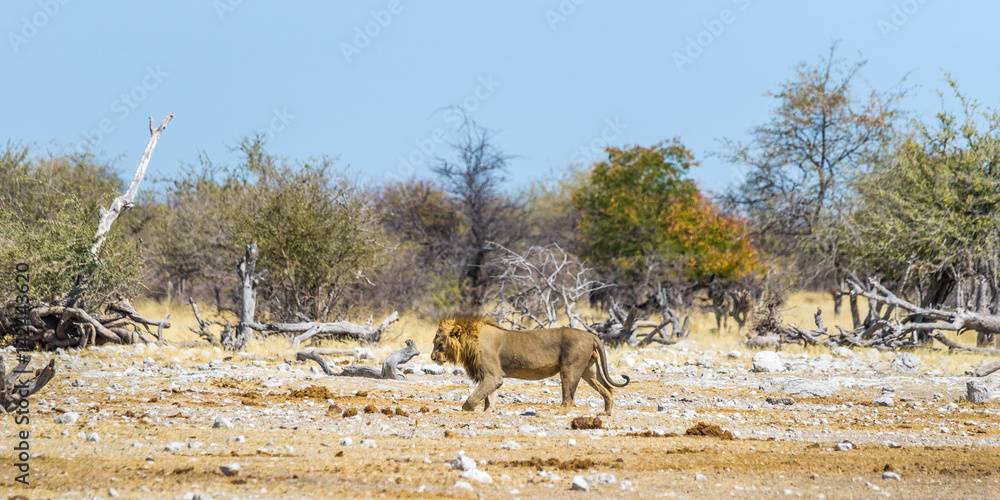 Lion walking in african savanna. Etosha national park, Namibia.