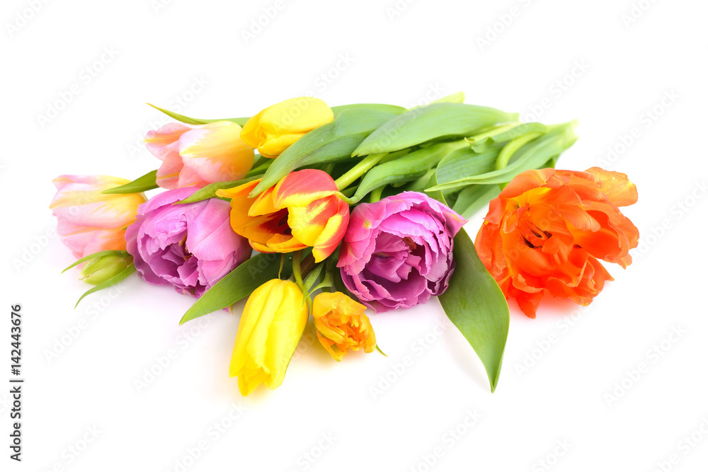 custom made wallpaper toronto digitalA bouquet of colored tulips on a white background