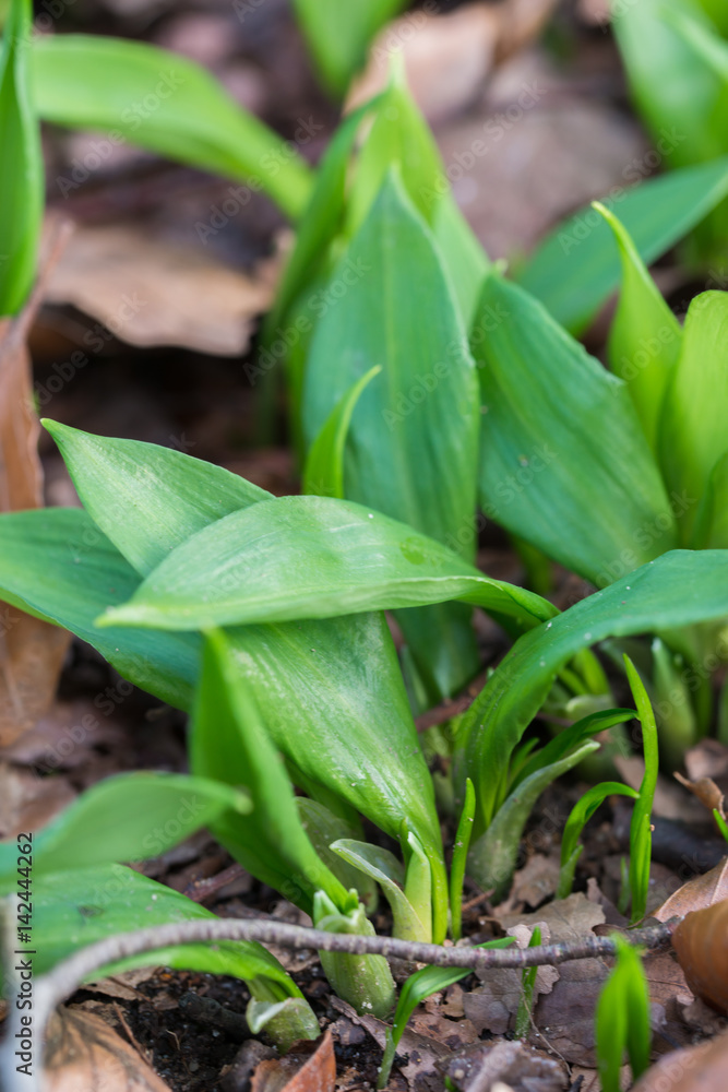 Obraz premium Allium ursinum