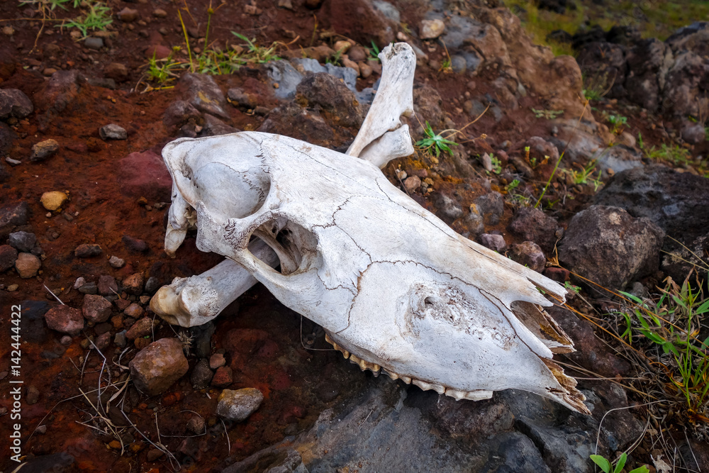 Horse skull and bones Horse skull and bones
