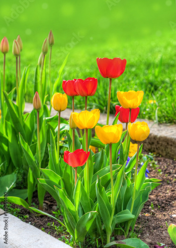 Fototapeta Naklejka Na Ścianę i Meble -  Beautiful red and yellow tulips in a garden in spring season