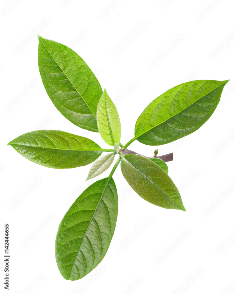 Fototapeta premium Avocado Persea americana leaves, paths
